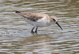 Attēlu rezultāti vaicājumam “Calidris ferruginea”