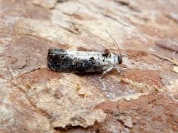 Attēlu rezultāti vaicājumam “Hedya salicella”