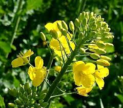 Attēlu rezultāti vaicājumam “Brassica napus flower”