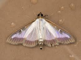 Attēlu rezultāti vaicājumam “Phycitodes binaevella”