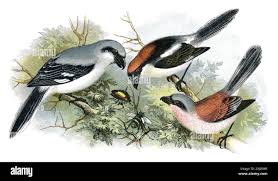 Attēlu rezultāti vaicājumam “Lanius excubitor”