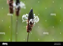 Attēlu rezultāti vaicājumam “Plantago major flower”