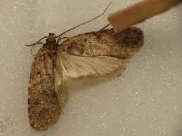 Attēlu rezultāti vaicājumam “Agonopterix ciliella”