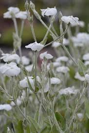 Image result for Lychnis coronaria alba