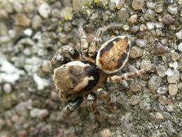 Attēlu rezultāti vaicājumam “Evarcha falcata male”