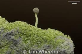 Attēlu rezultāti vaicājumam “Chaenotheca furfuracea”