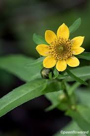 Attēlu rezultāti vaicājumam “Bidens cernua flower”