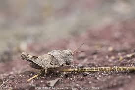 Attēlu rezultāti vaicājumam “Oedipoda caerulescens”