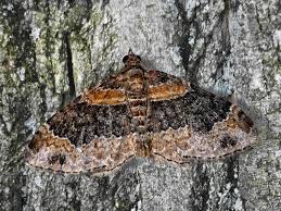 Attēlu rezultāti vaicājumam “Xanthorhoe ferrugata”