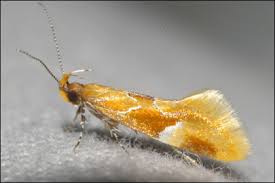 Attēlu rezultāti vaicājumam “Epicallima formosella”