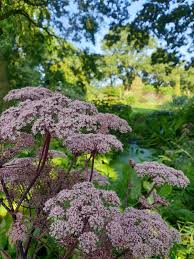 Image result for Angelica silvestris