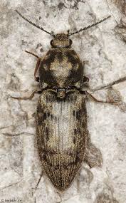 Attēlu rezultāti vaicājumam “Prosternon tessellatum”