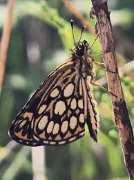 Attēlu rezultāti vaicājumam “Heteropterus morpheus upperside”