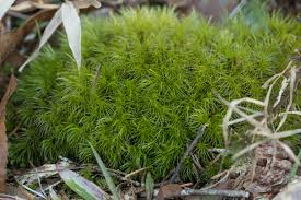 Attēlu rezultāti vaicājumam “Dicranum polysetum sporophyte”