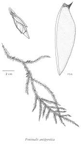 Attēlu rezultāti vaicājumam “Fontinalis antipyretica”