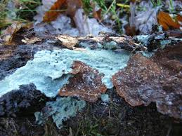 Attēlu rezultāti vaicājumam “Byssocorticium atrovirens”