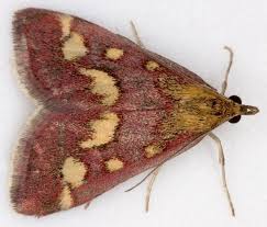 Attēlu rezultāti vaicājumam “Pyrausta purpuralis”