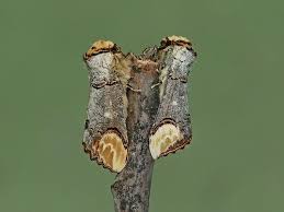 Attēlu rezultāti vaicājumam “Phalera bucephala imago”