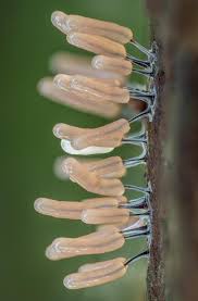 Attēlu rezultāti vaicājumam “Trichia crateriformis spores”