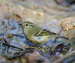 Image result for Phylloscopus humei