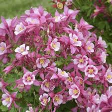 Image result for Aquilegia