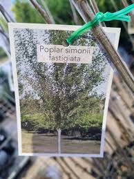 Attēlu rezultāti vaicājumam “Populus simonii leaf”