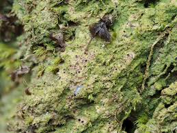 Attēlu rezultāti vaicājumam “Atrichum undulatum”