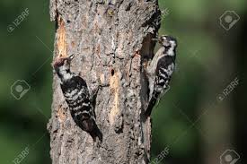 Attēlu rezultāti vaicājumam “Dendrocopos minor female”