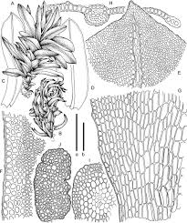Attēlu rezultāti vaicājumam “Tortula lingulata”