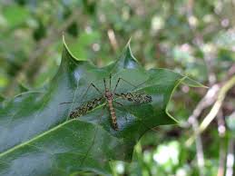 Attēlu rezultāti vaicājumam “Epiphragma ocellare”