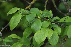 Attēlu rezultāti vaicājumam “Prunus domestica subsp. domestica leaf”