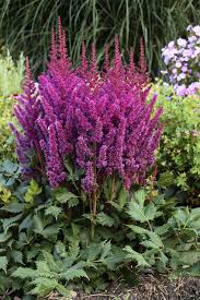 Attēlu rezultāti vaicājumam “Astilbe chinensis”