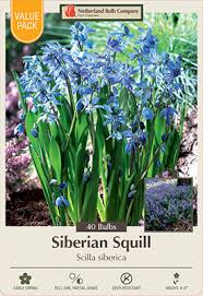 Attēlu rezultāti vaicājumam “Scilla siberica flower”