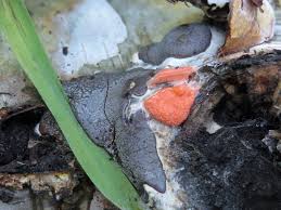 Attēlu rezultāti vaicājumam “Claustria didermoides”