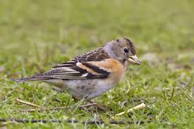 Attēlu rezultāti vaicājumam “Fringilla montifringilla female”