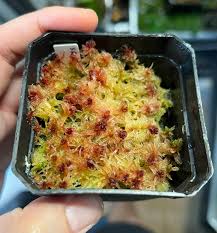 Attēlu rezultāti vaicājumam “Sphagnum russowii”