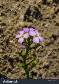 Attēlu rezultāti vaicājumam “Cakile maritima subsp. baltica flower”