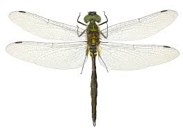 Attēlu rezultāti vaicājumam “Somatochlora flavomaculata”