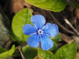 Image result for Omphalodes verna