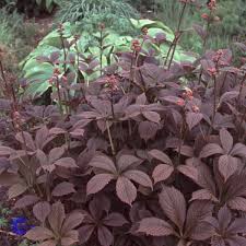 Image result for Rodgersia chocolate wings