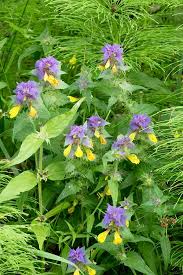 Attēlu rezultāti vaicājumam “Melampyrum nemorosum”