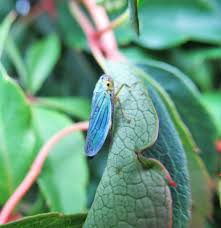 Attēlu rezultāti vaicājumam “Cicadella viridis female”
