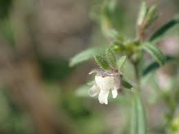 Attēlu rezultāti vaicājumam “Microrrhinum minus leaf”
