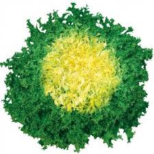 Image result for Endivie