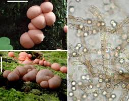 Attēlu rezultāti vaicājumam “Lycogala confusum young”