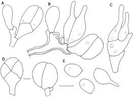 Attēlu rezultāti vaicājumam “Phleogena faginea sessile”