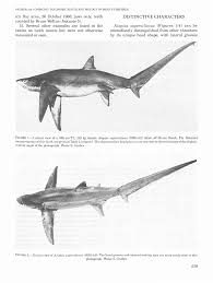 Image result for Alopias superciliosus