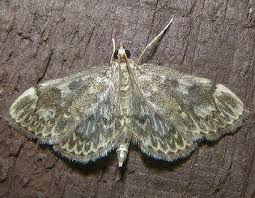 Attēlu rezultāti vaicājumam “Anania coronata”