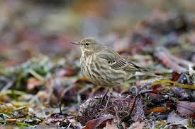 Attēlu rezultāti vaicājumam “Anthus petrosus”