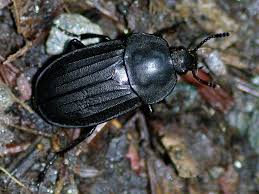 Attēlu rezultāti vaicājumam “Silpha sp.”